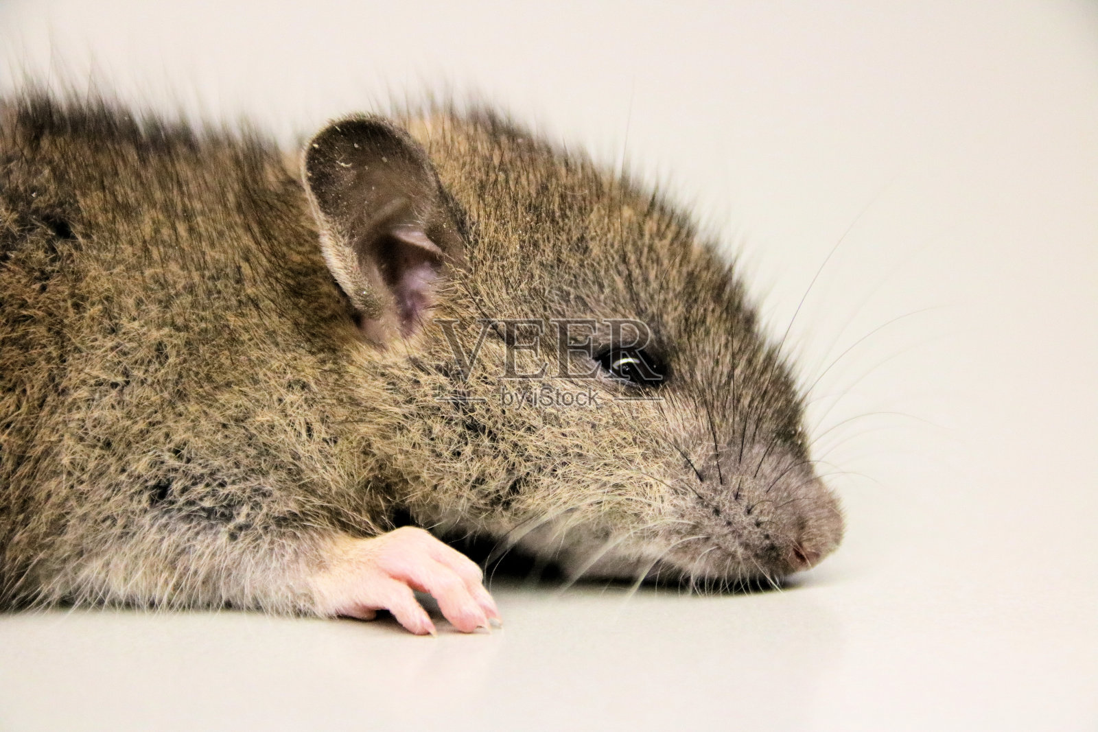 老鼠头部的特写照片摄影图片