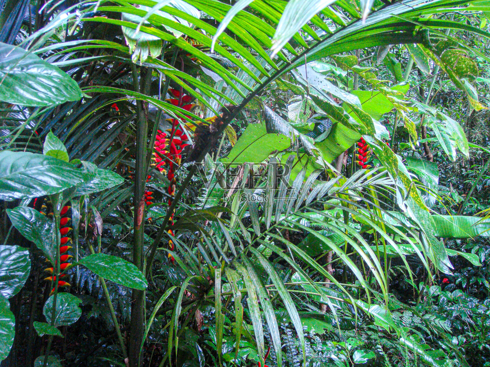 巴西伊瓜苏热带雨林照片摄影图片