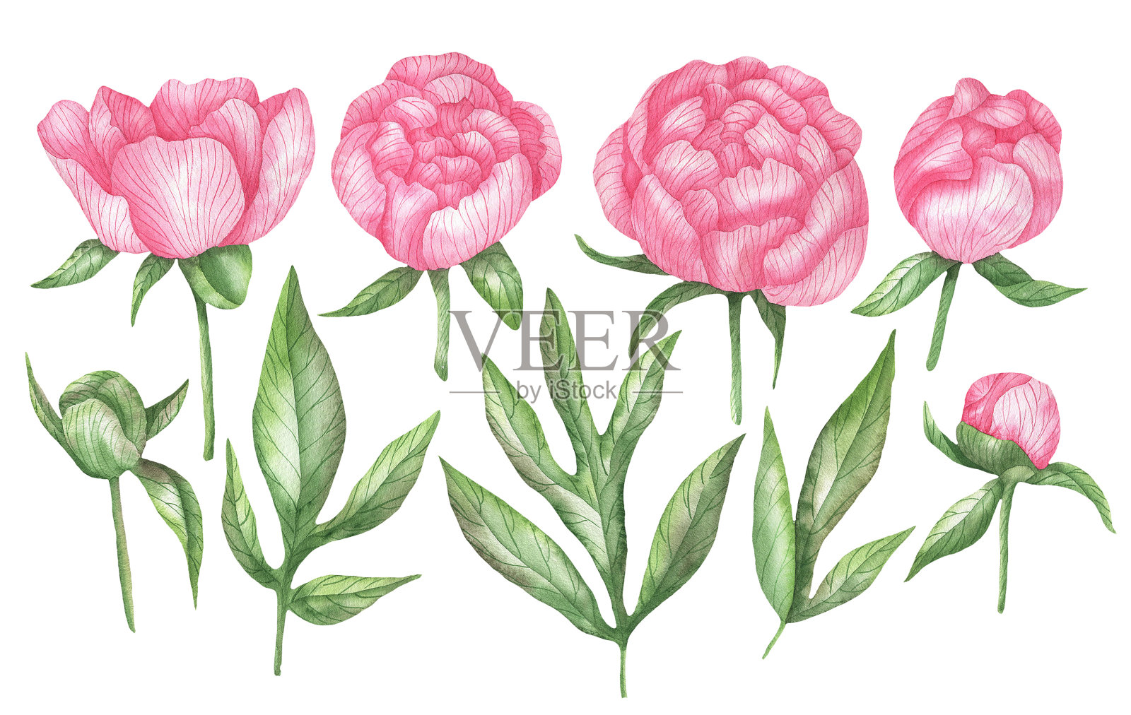 一套粉色牡丹。jpg插画图片素材