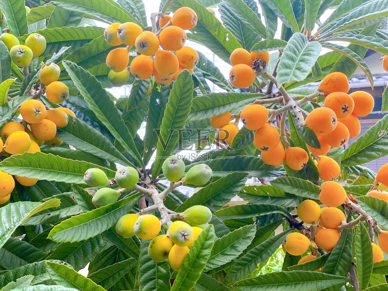 枇杷树照片摄影图片