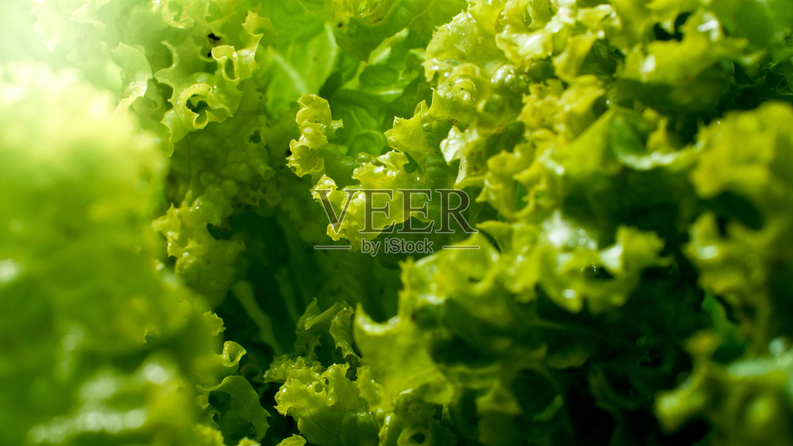 阳光照射在生长在花园的新鲜的绿色莴苣叶子上的特写图像。健康食品和无转基因产品的背景。饮食营养和新鲜蔬菜照片摄影图片