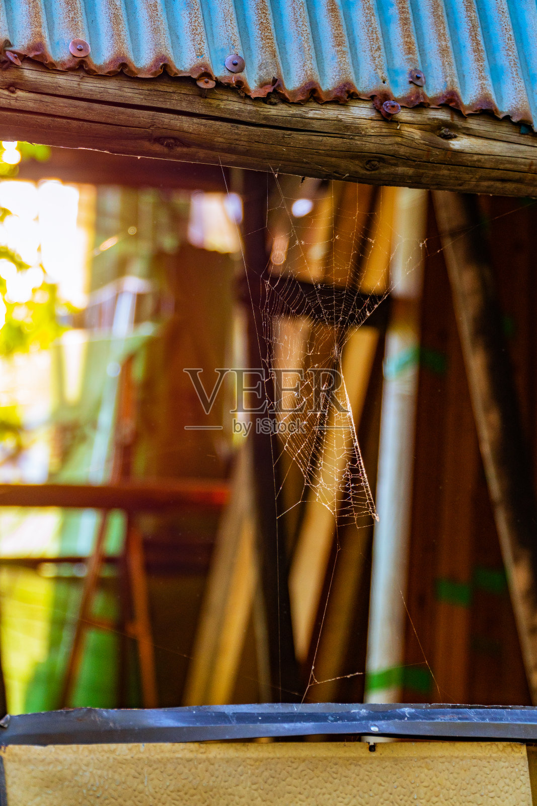 闪亮的蜘蛛网照片摄影图片