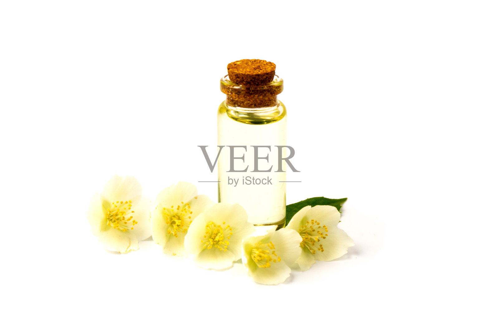 茉莉花孤立在白色背景上，靠近。照片摄影图片