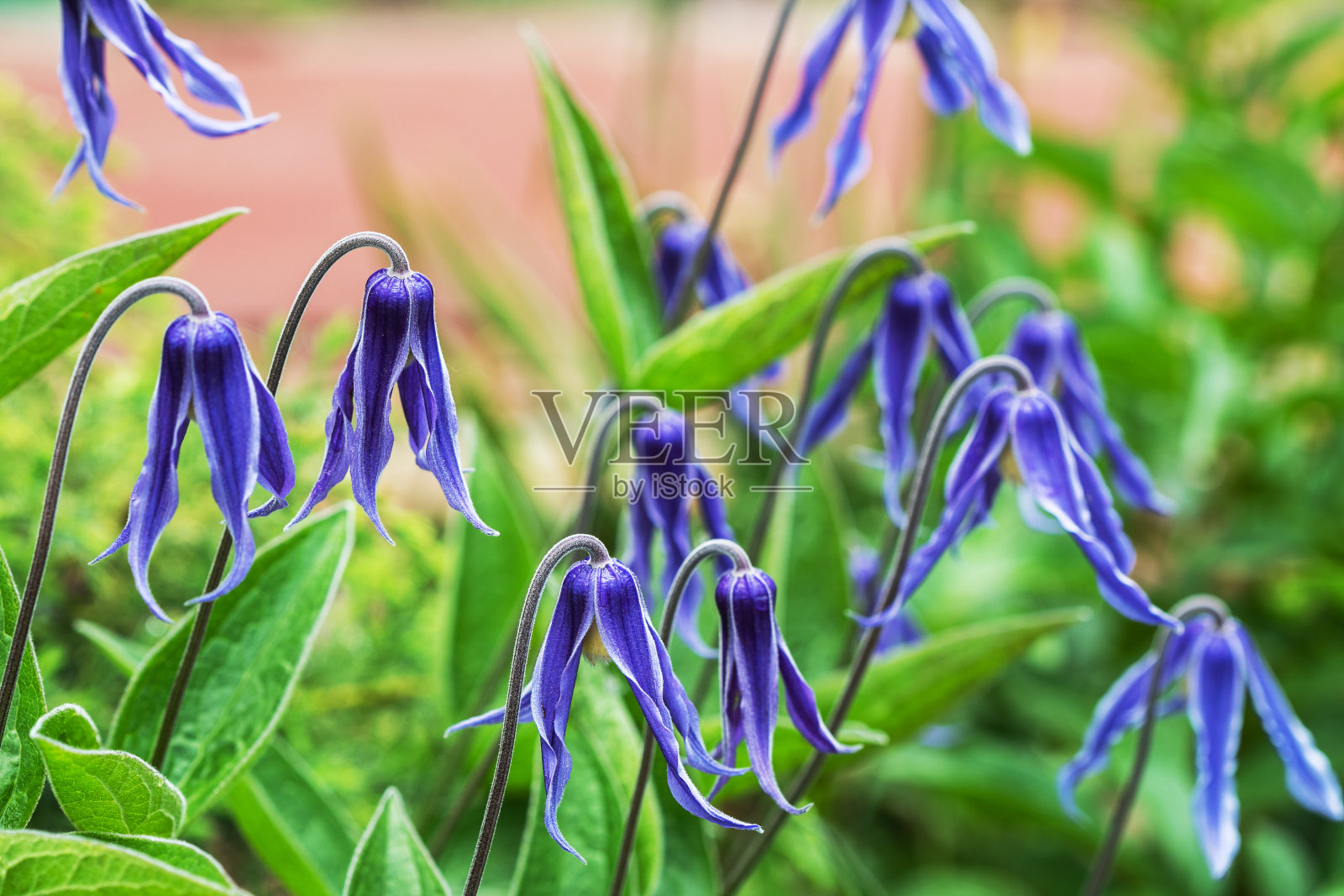 美丽的蓝色“铁线莲”花与绿色的叶子照片摄影图片