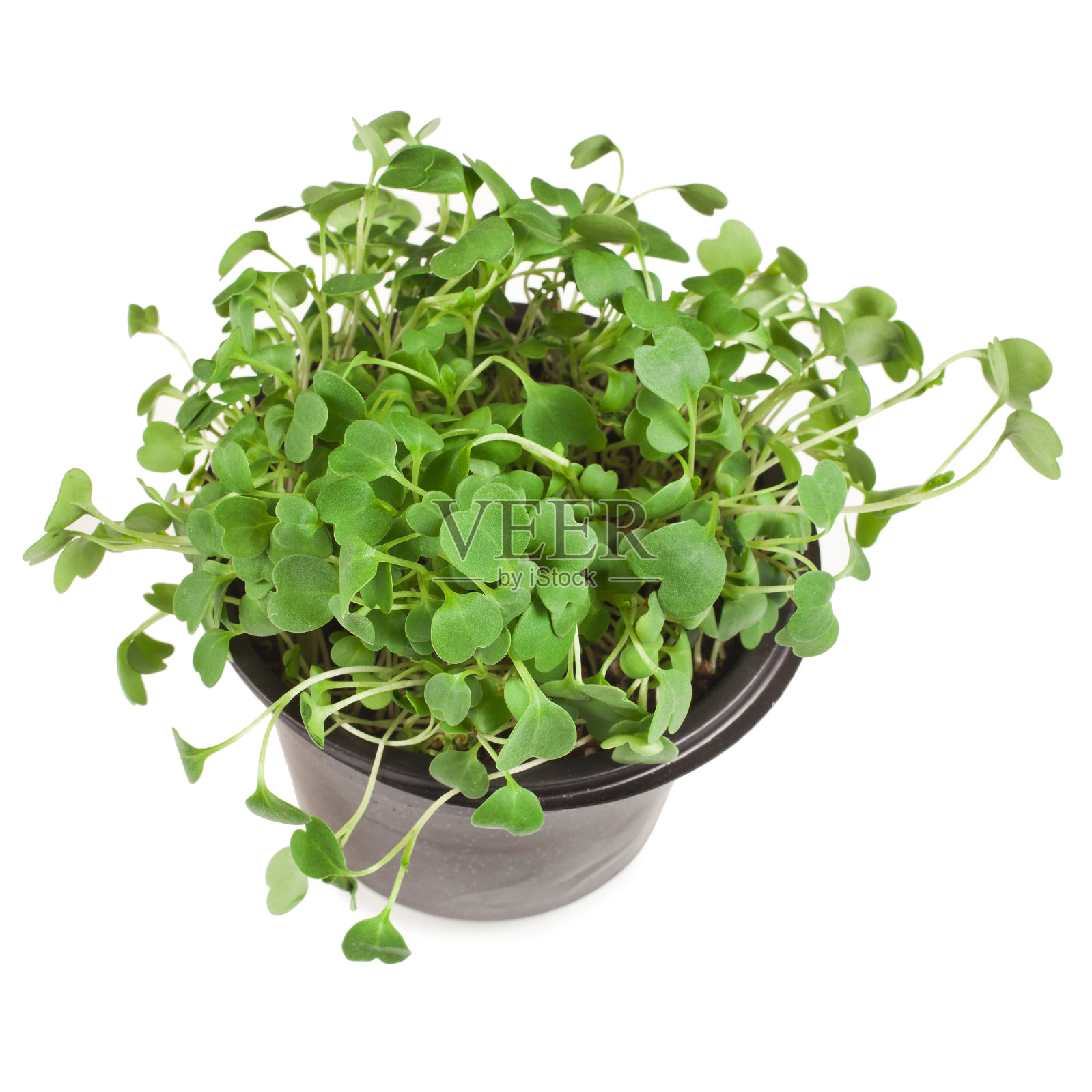 Ruccola微型绿色花盆照片摄影图片