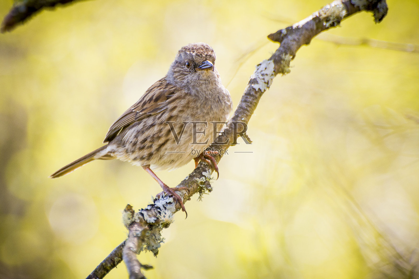 篱雀(对冲麻雀)照片摄影图片