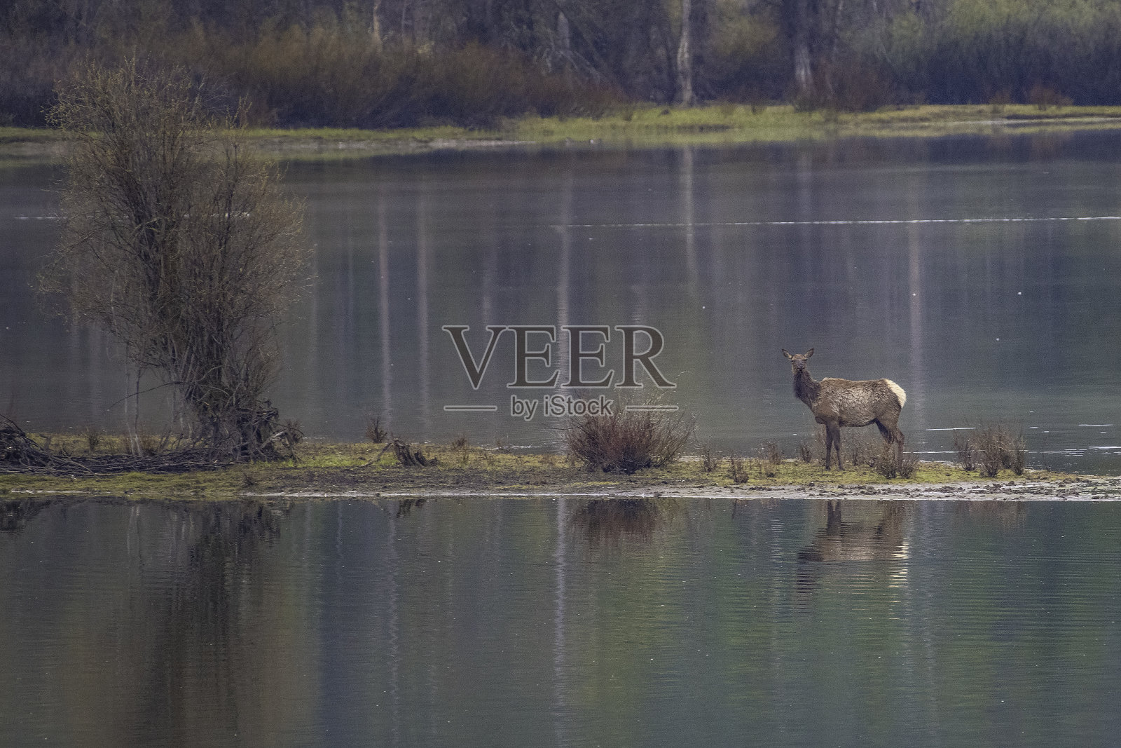 麋鹿(雌)在静止的水中越过蛇河照片摄影图片