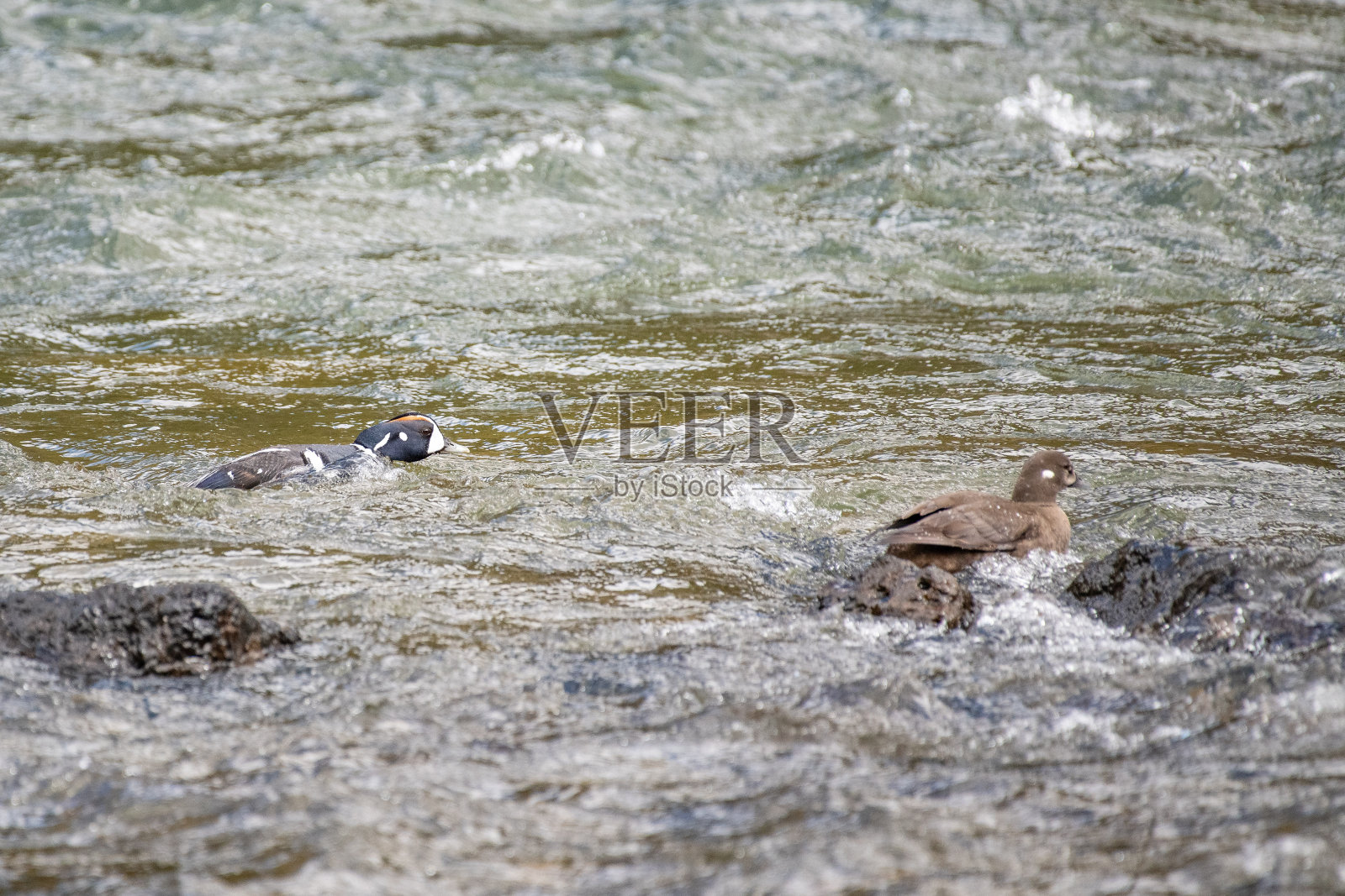 一对丑角鸭在交配的河流地点照片摄影图片