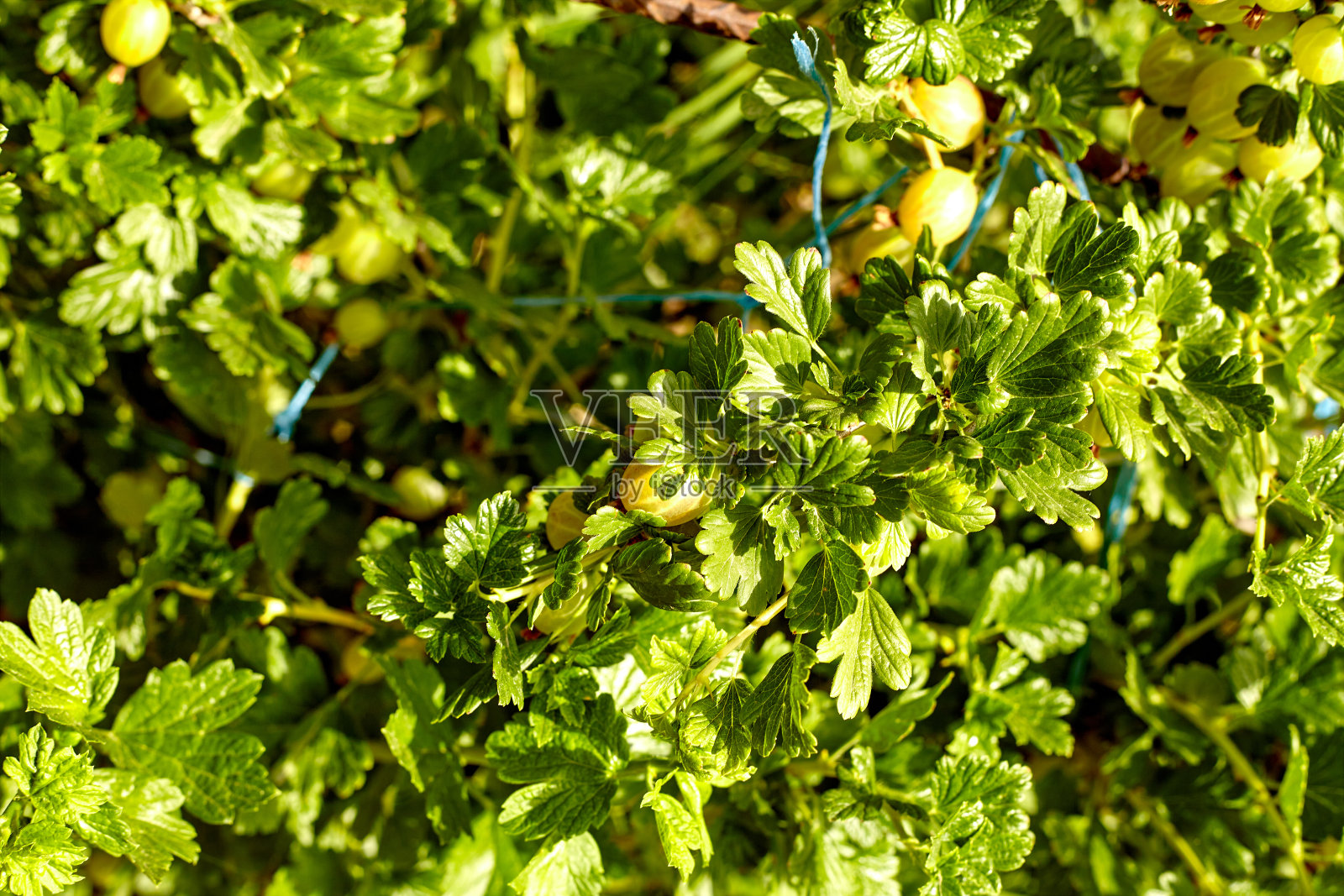 新鲜的绿色醋栗。绿色的浆果特写在醋栗的树枝上。年轻的醋栗在果园的灌木上。果园里的醋栗。带有农业用地的农场。照片摄影图片