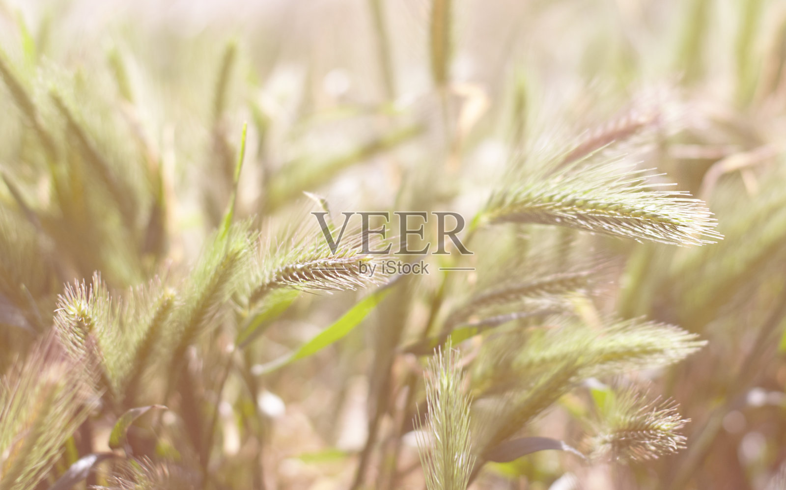 阳光下的成熟小麦穗照片摄影图片