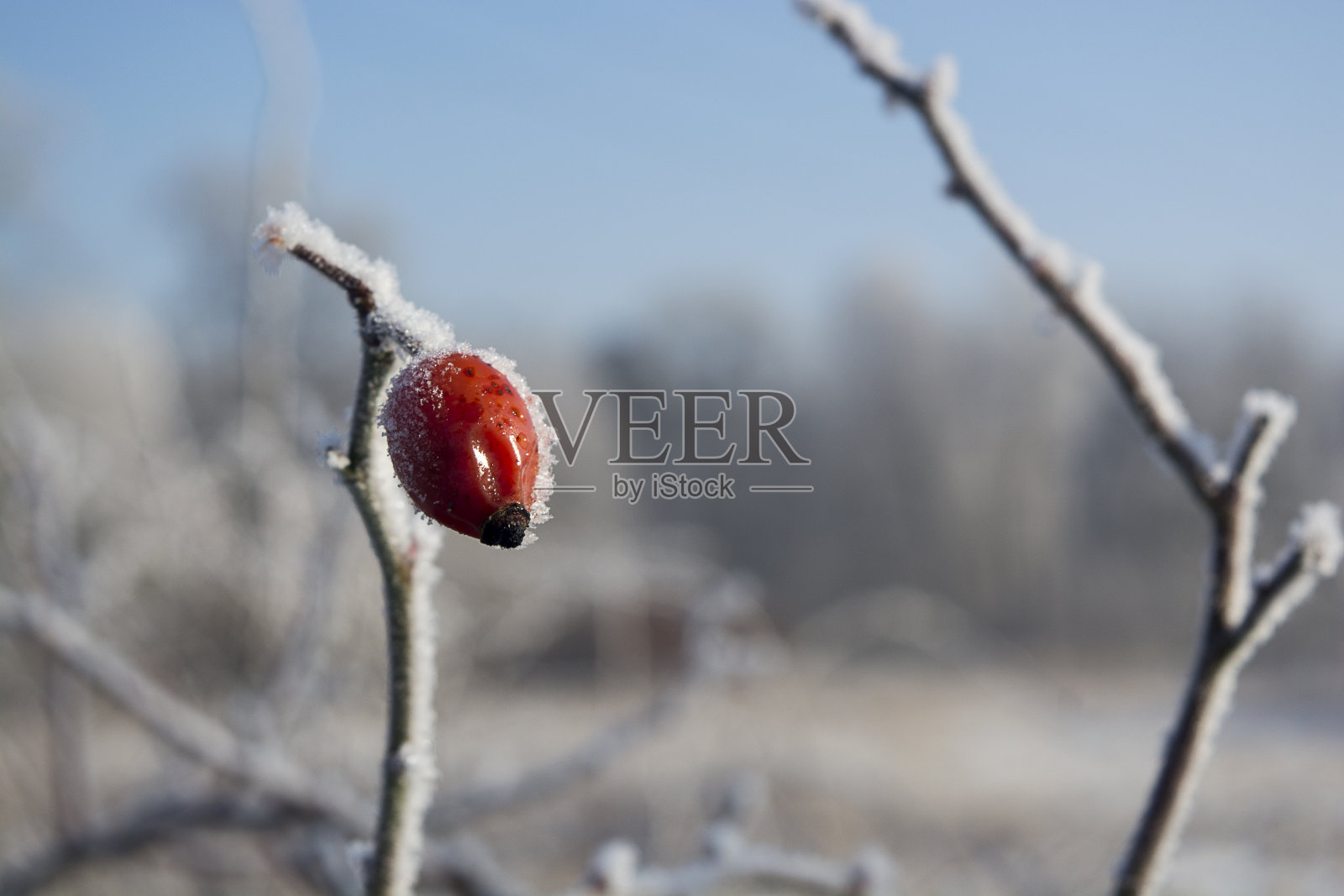红玫瑰果照片摄影图片