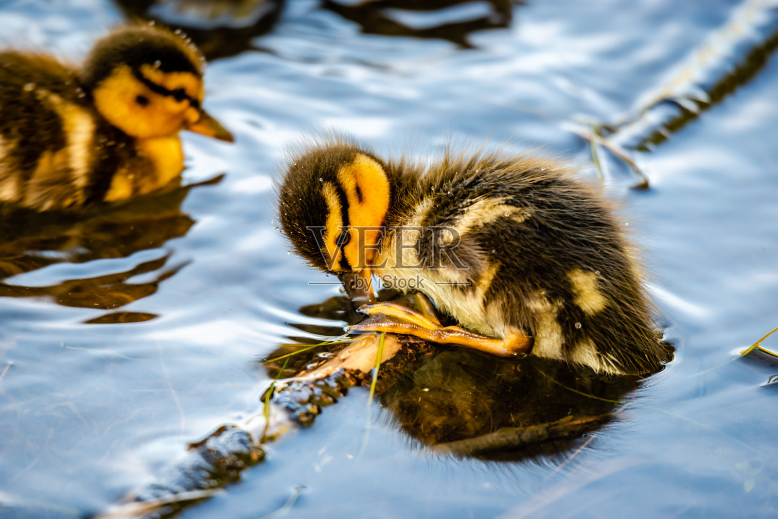鸭子和小鸭们在河里游泳照片摄影图片
