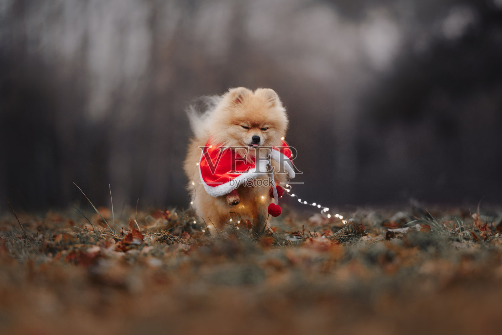 红博美犬穿着斗篷在户外奔跑照片摄影图片