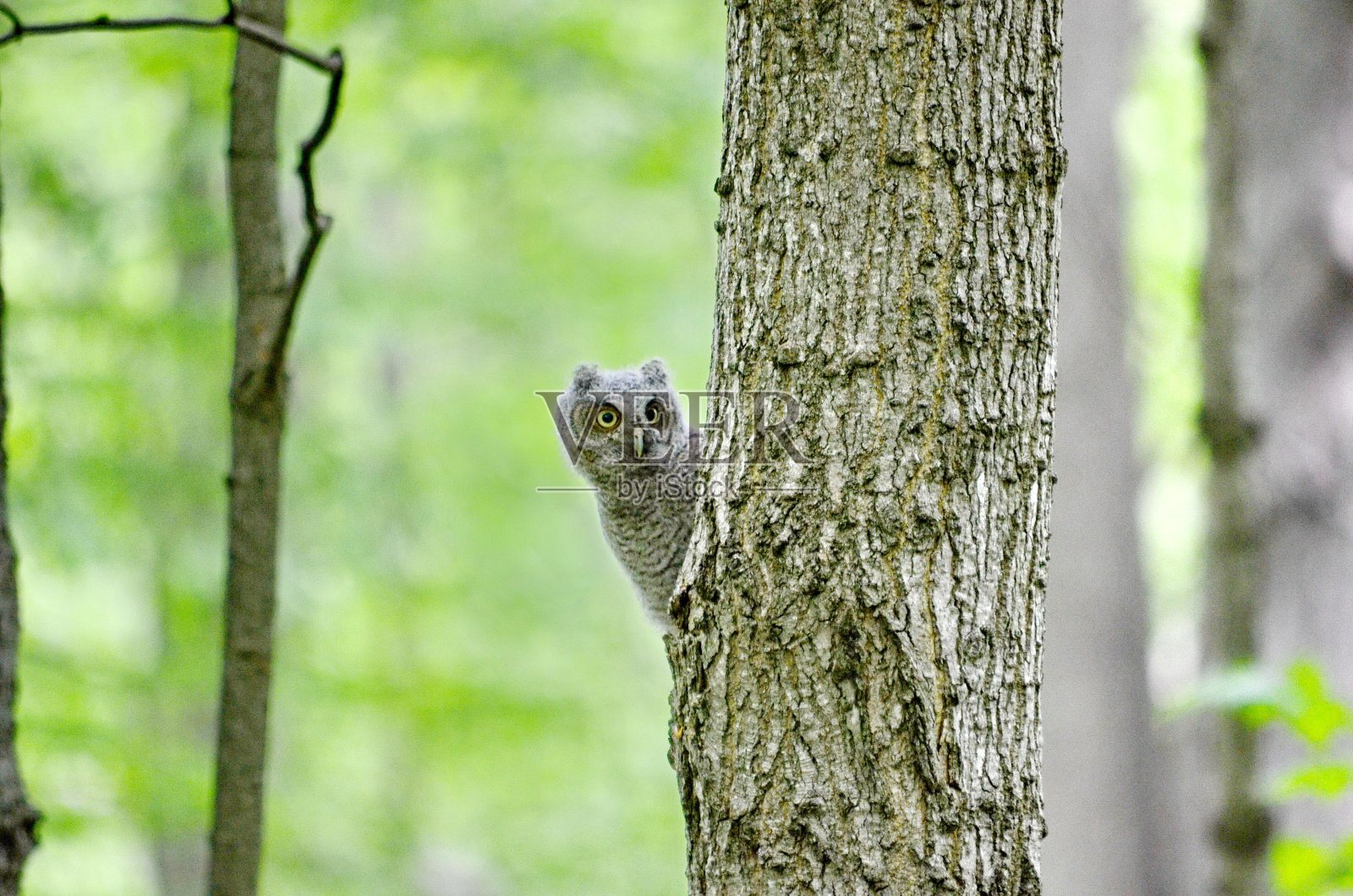 东方猫头鹰宝宝栖息在一棵树上照片摄影图片
