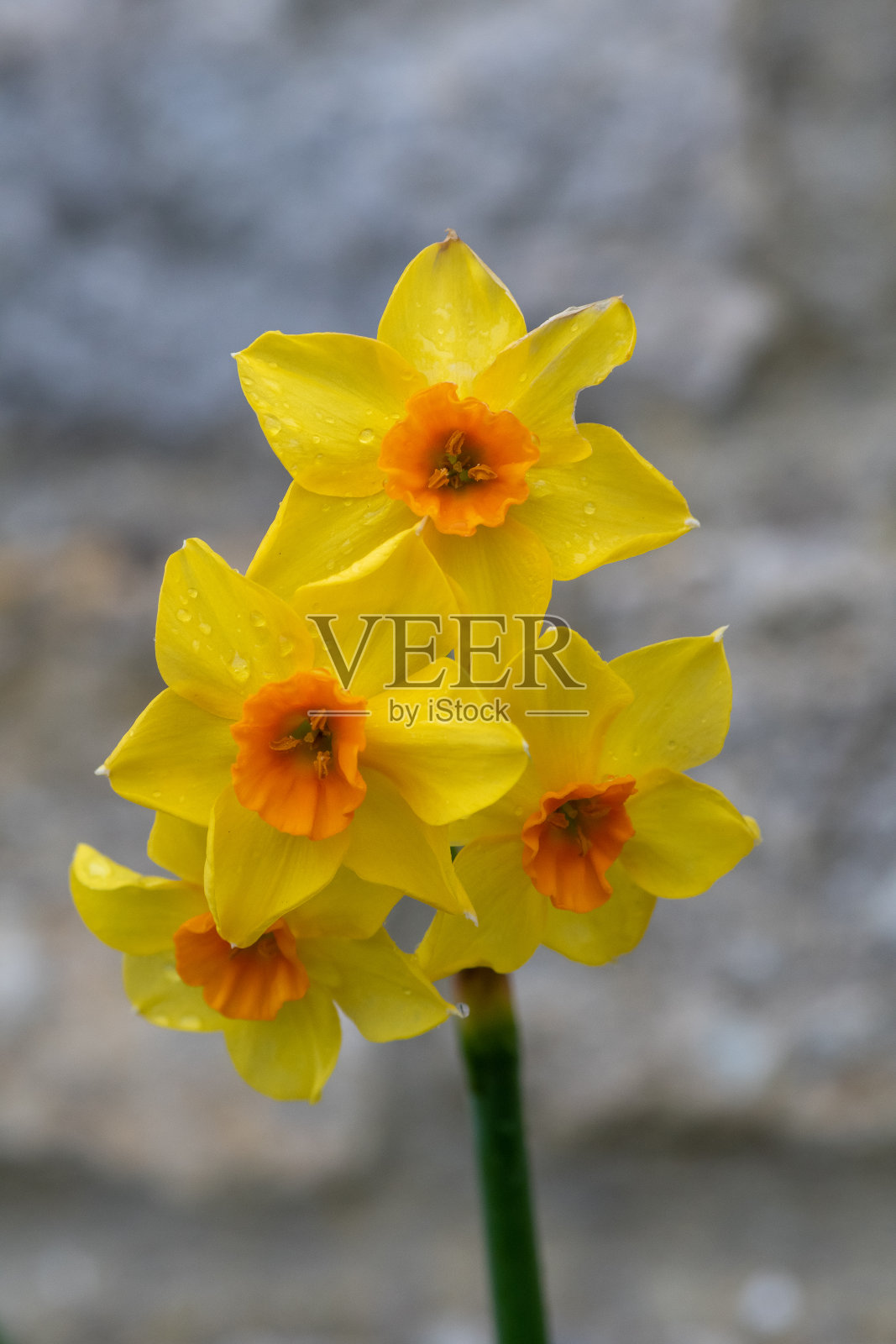 Daffodils(水仙)照片摄影图片