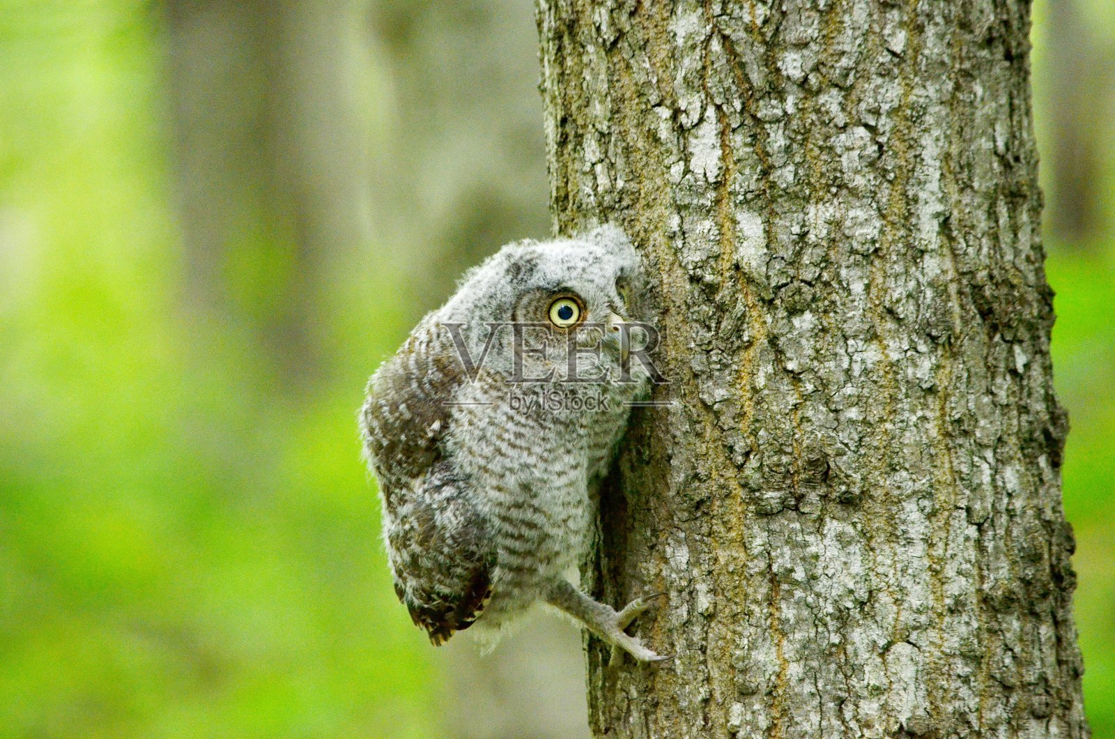 东方猫头鹰宝宝栖息在一棵树上照片摄影图片