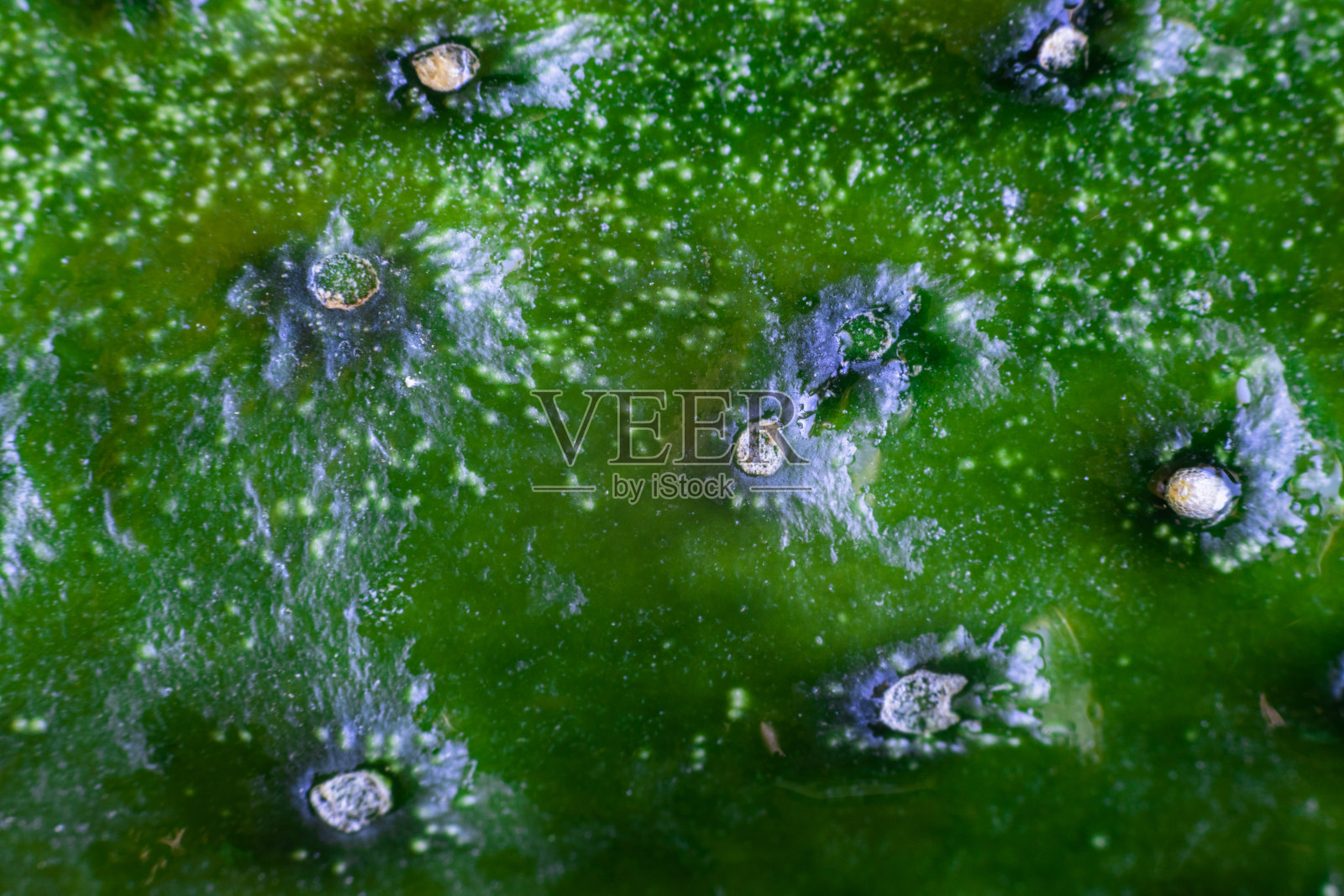 黄瓜纹理近景绿色果皮照片摄影图片