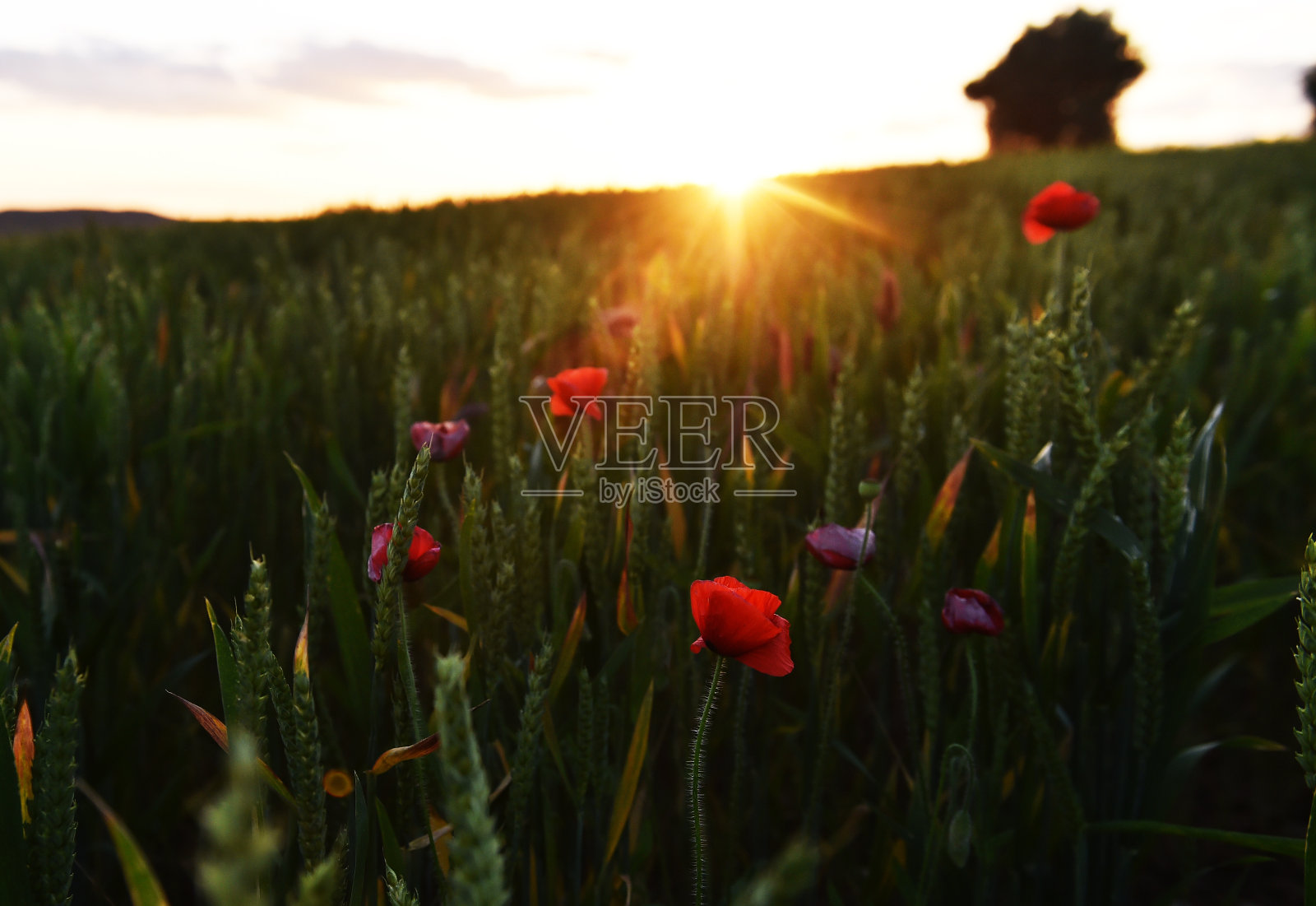 田野里的红色罂粟照片摄影图片