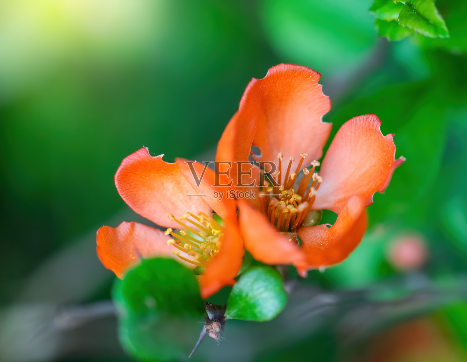 盛开的日本温柏与鲜艳的花照片摄影图片