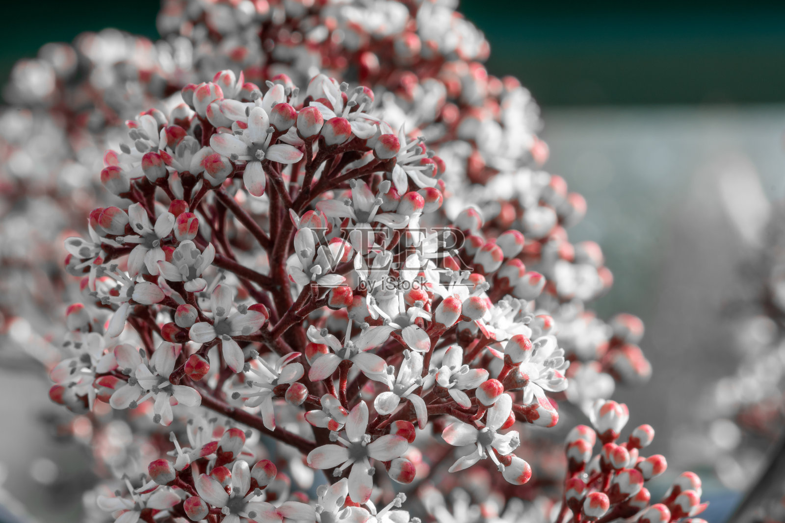 日本小鱼照片摄影图片