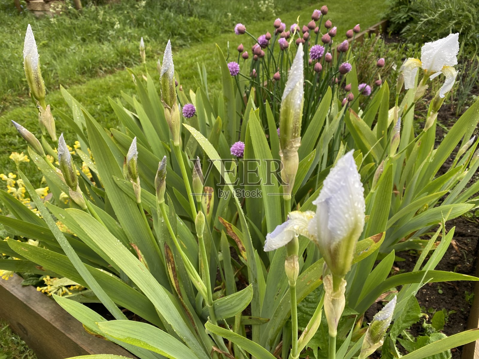 黎明时分的白色鸢尾花照片摄影图片