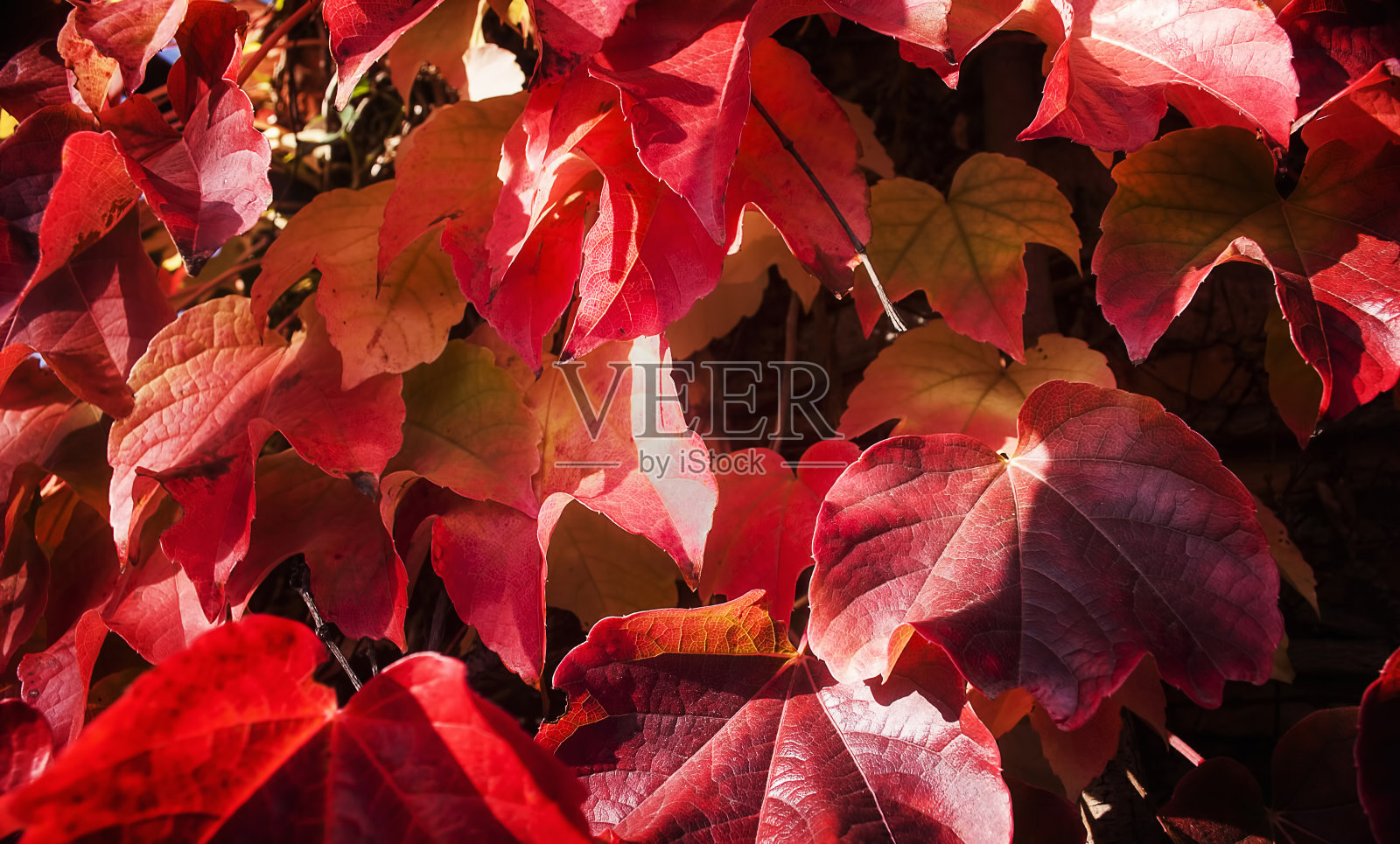 红色来了照片摄影图片