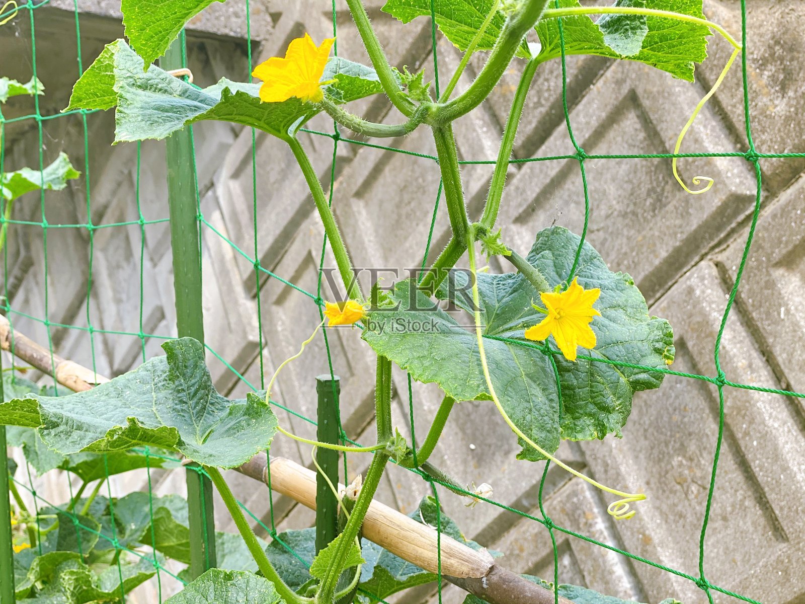 黄瓜花照片摄影图片