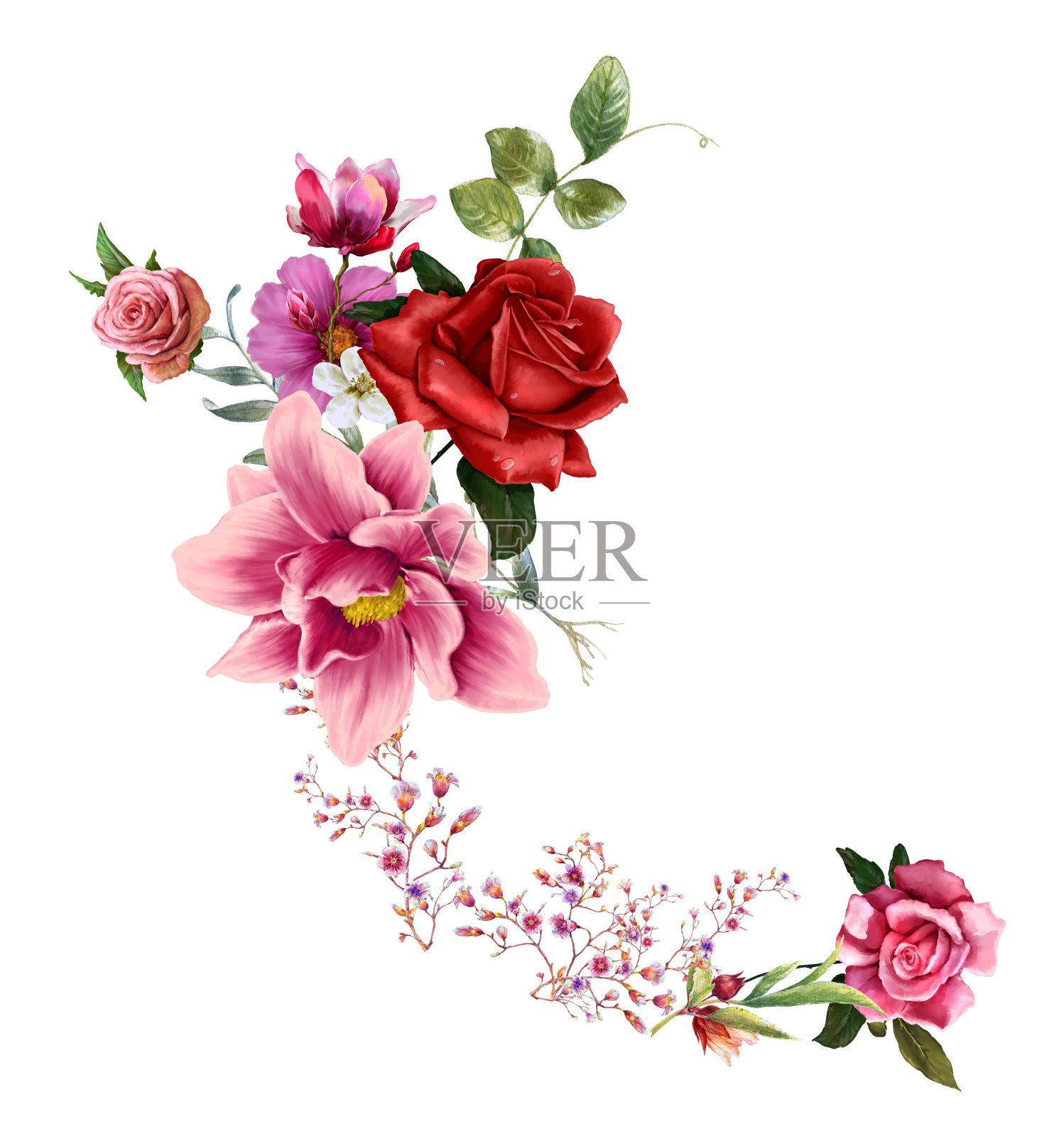 水彩画的叶子和花，玫瑰在白色的背景插画图片素材