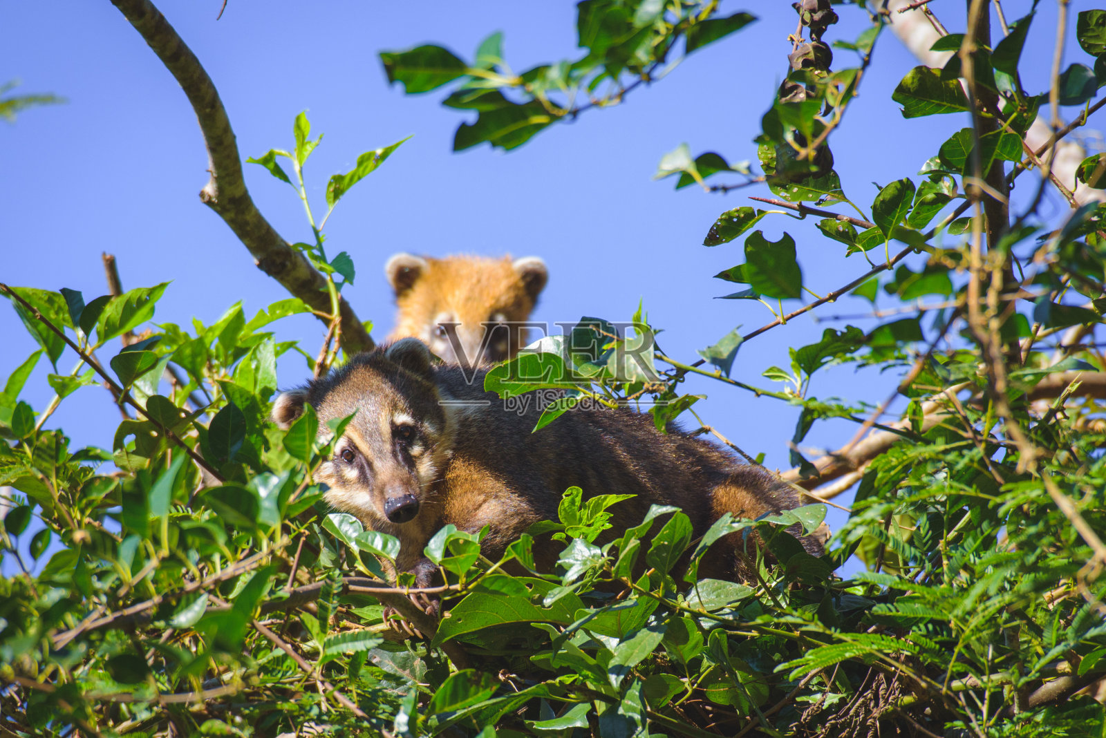 丛林里的几件外套照片摄影图片