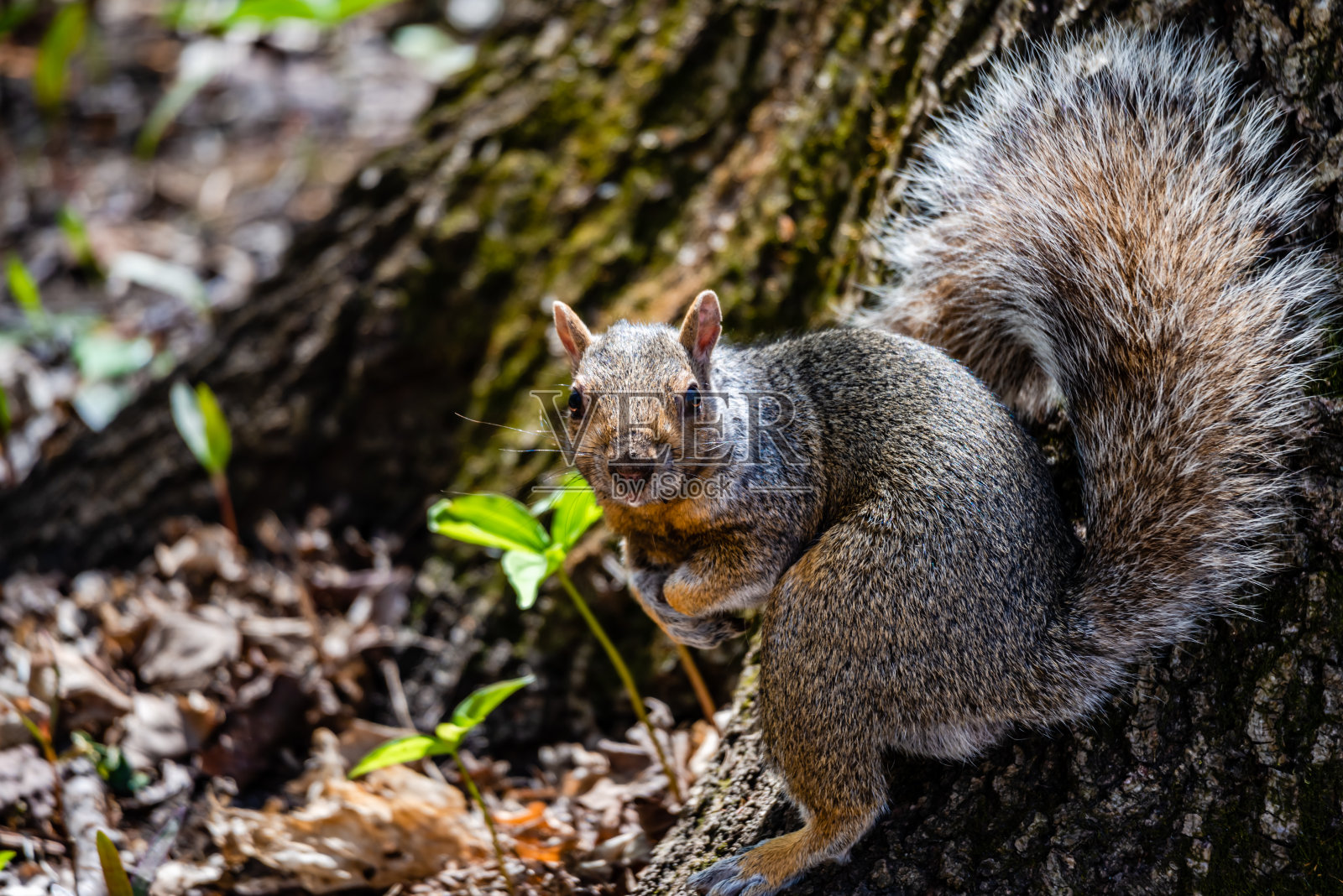 城市公园里的松鼠照片摄影图片