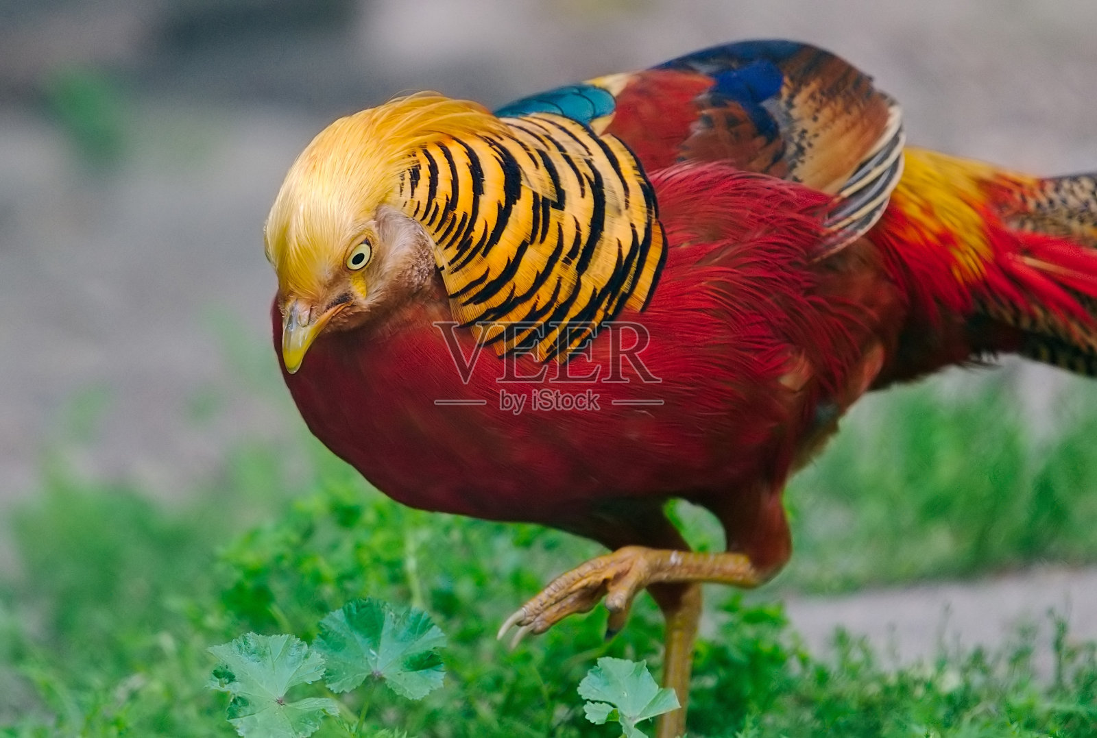 锦鸡照片摄影图片