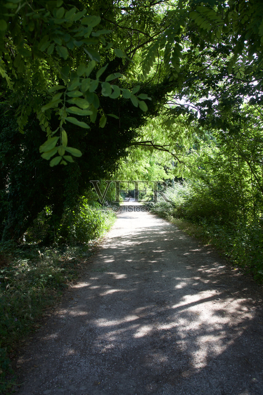 一条石子路在树荫下，在乡间的树丛里照片摄影图片