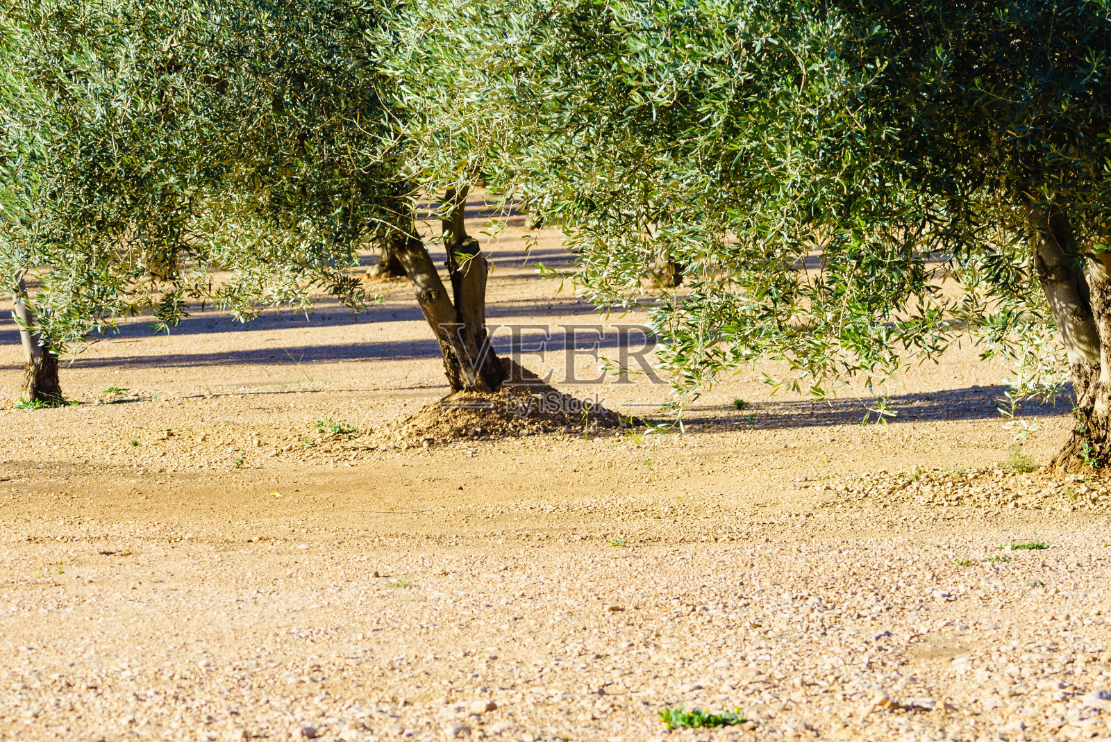 橄榄树。西班牙的自然景观照片摄影图片