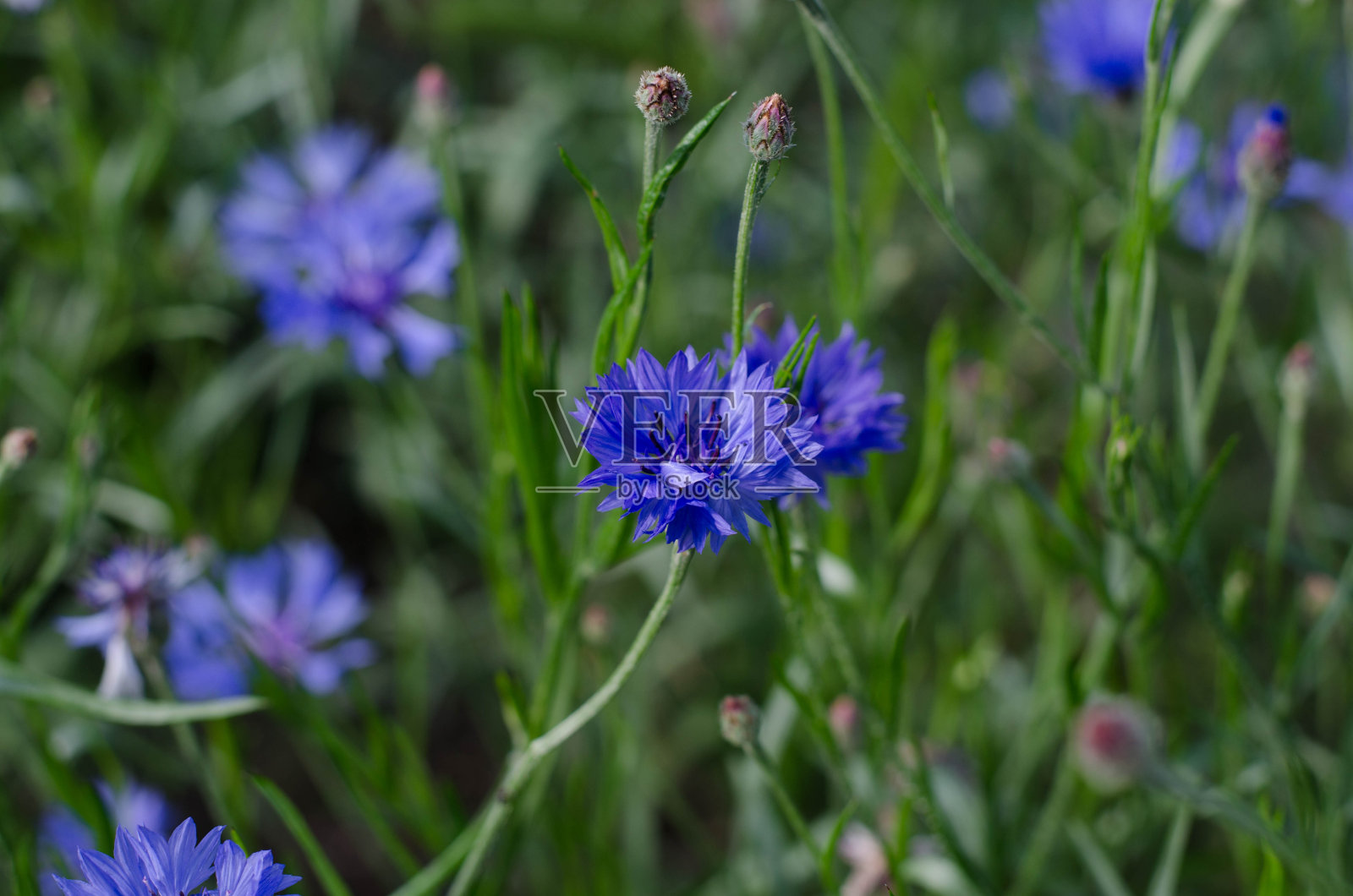 矢车菊。蓝色的花朵。草地上的露珠。野花。照片摄影图片