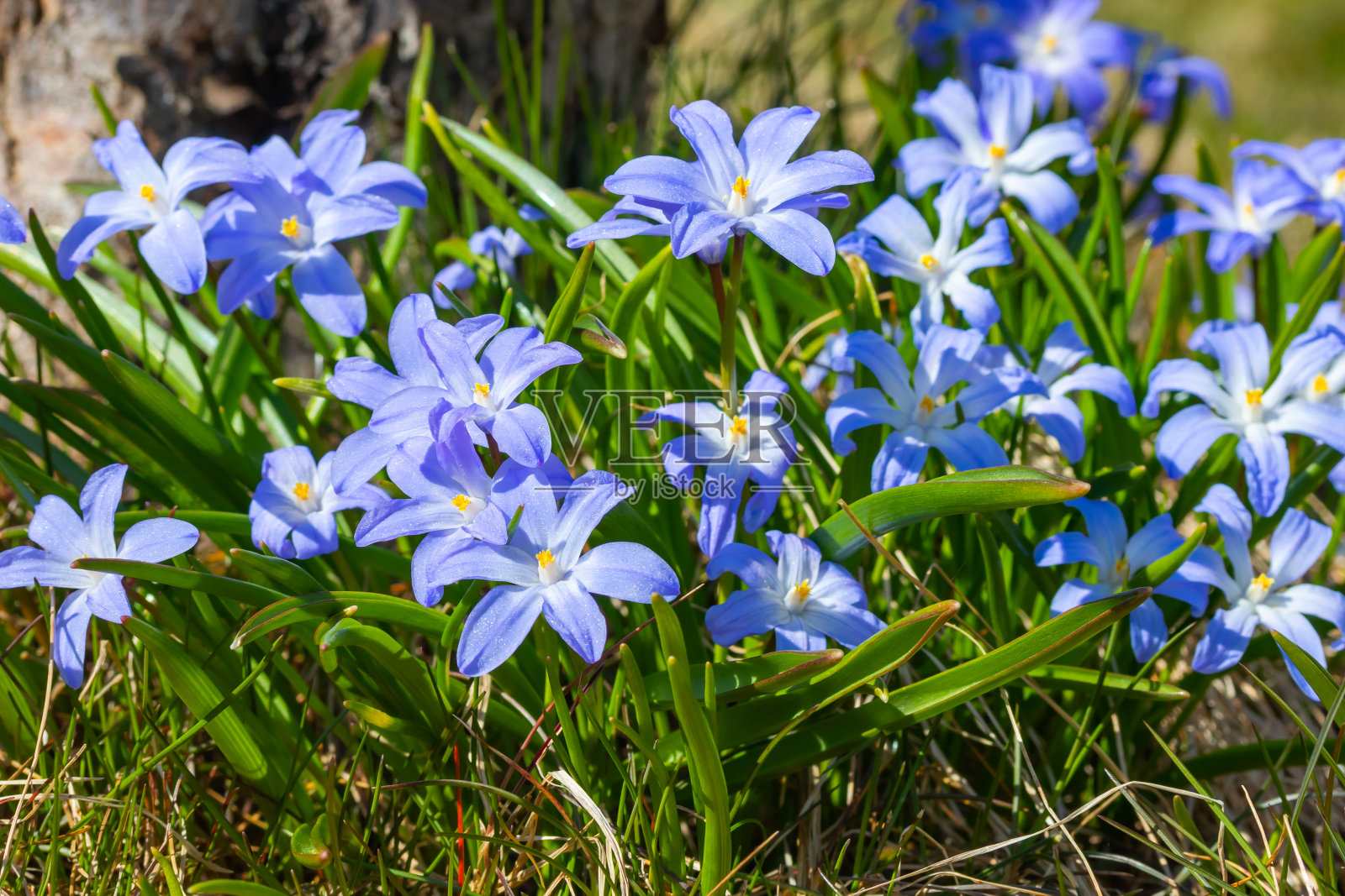 在阳光明媚的日子里盛开的蓝色锡兰花的特写。春季初种球茎植物。有选择性的重点。照片摄影图片