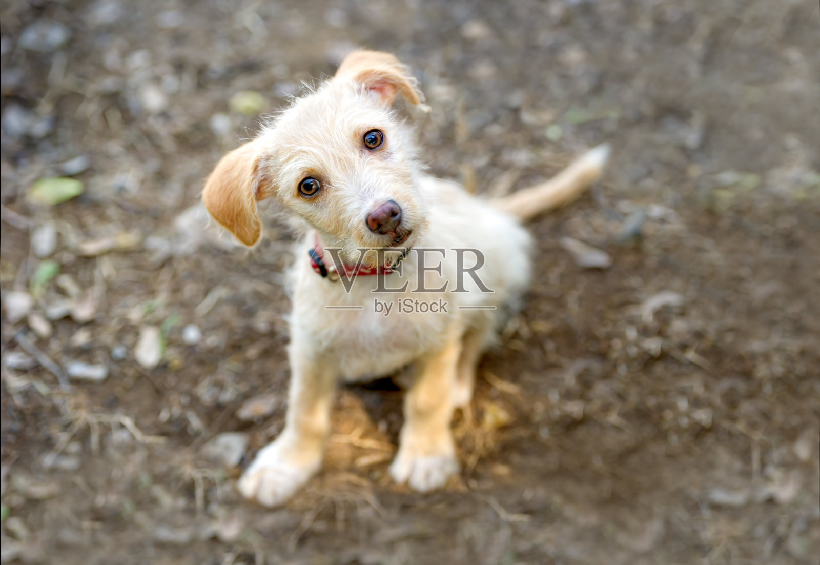 好奇狗有趣照片摄影图片
