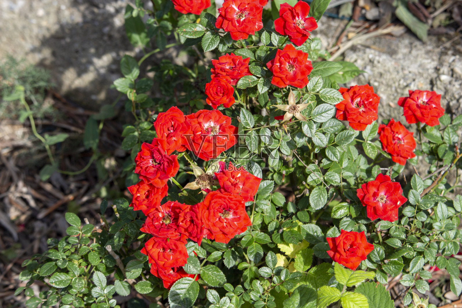 小红花照片摄影图片