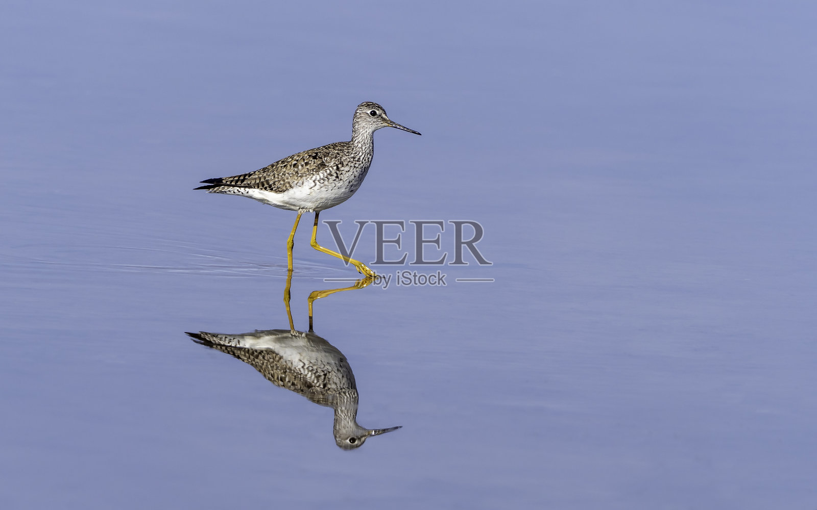 阿拉斯加的小黄腿鱼照片摄影图片