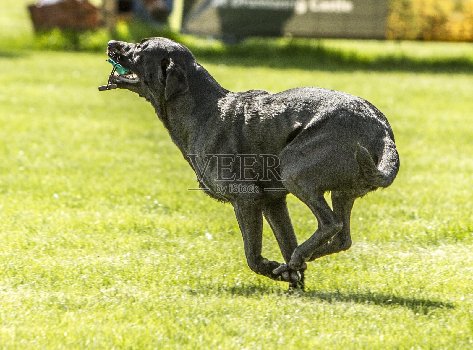 像风一样奔跑照片摄影图片