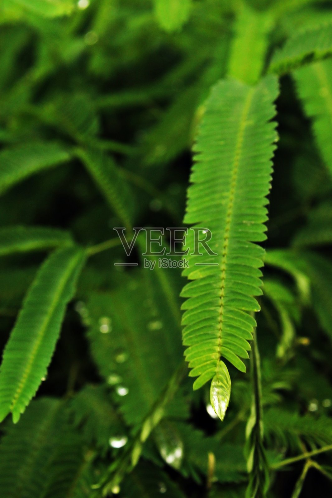 在苗圃中生长的热带森林树苗照片摄影图片