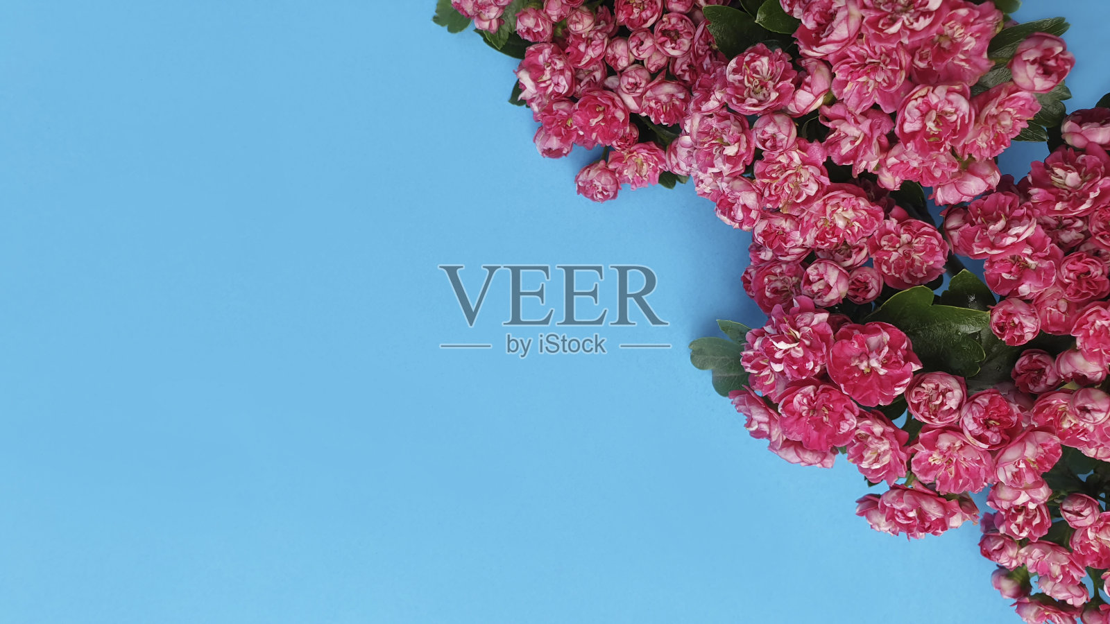 蓝色背景上的粉红色山楂花。开花植物。有选择性的重点。照片摄影图片