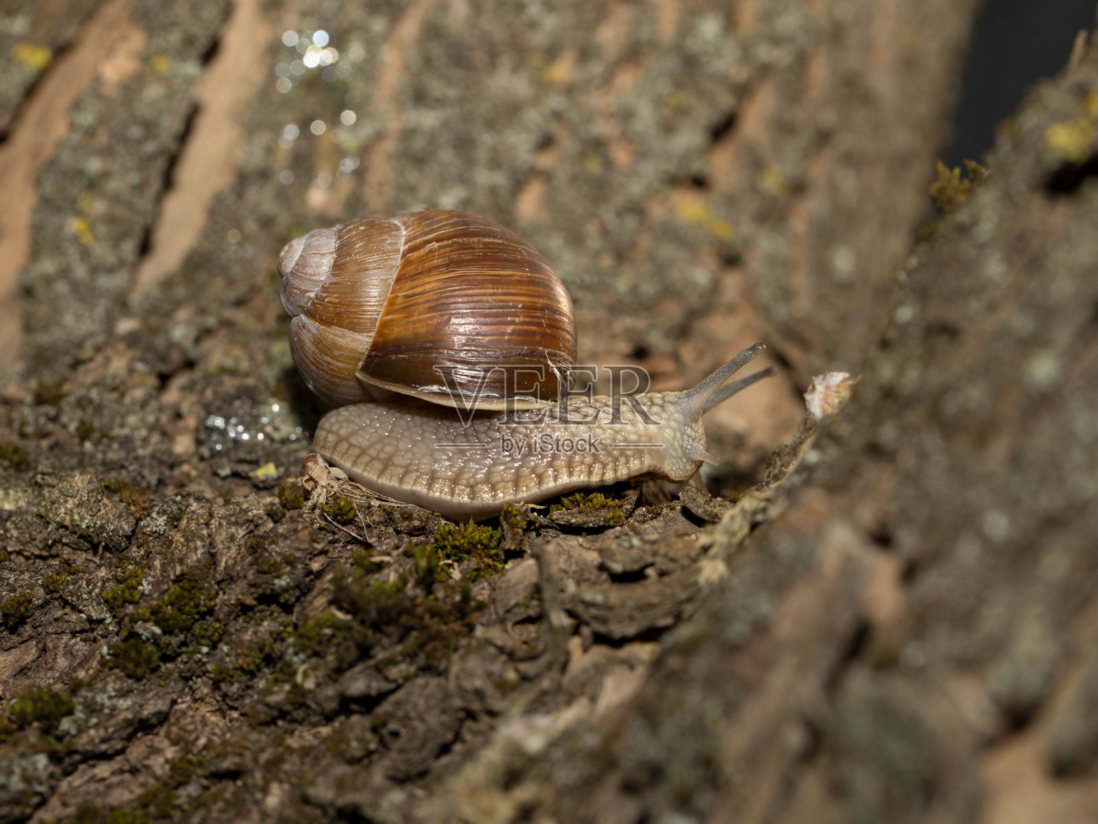 葡萄蜗牛清晨照片摄影图片
