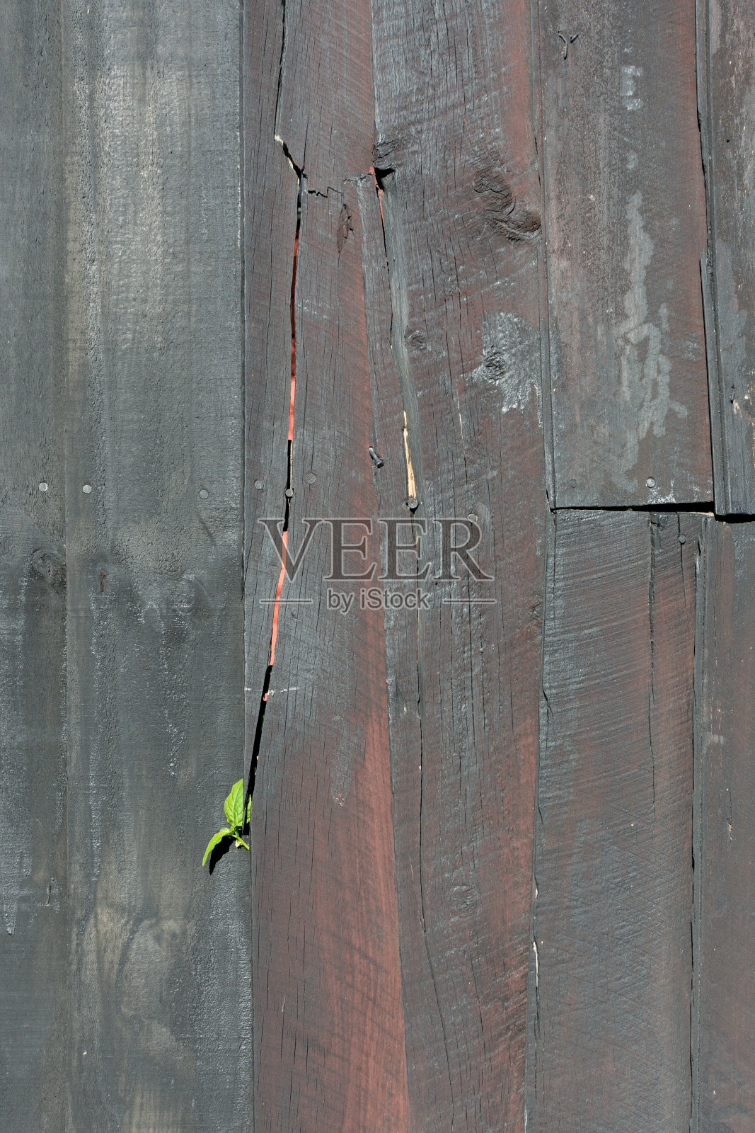 在木栅栏之间平滑的绿色植物。照片摄影图片