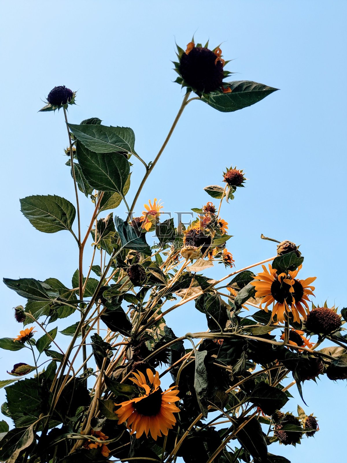 白天的向日葵照片摄影图片