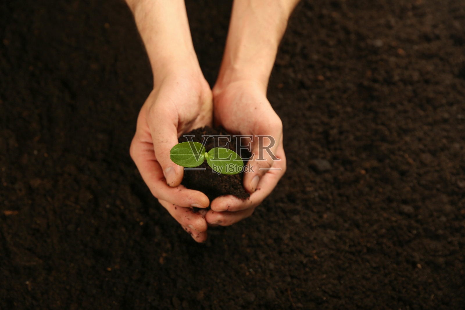 人的手抱着发芽的植物上方的土壤视图照片摄影图片
