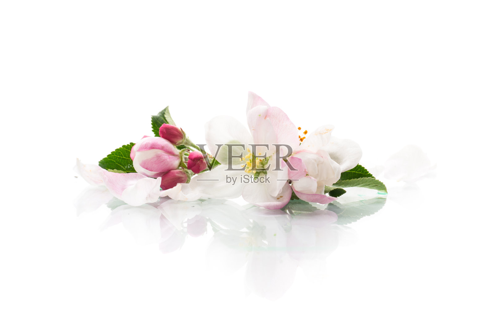 一小束粉红色的苹果树花照片摄影图片