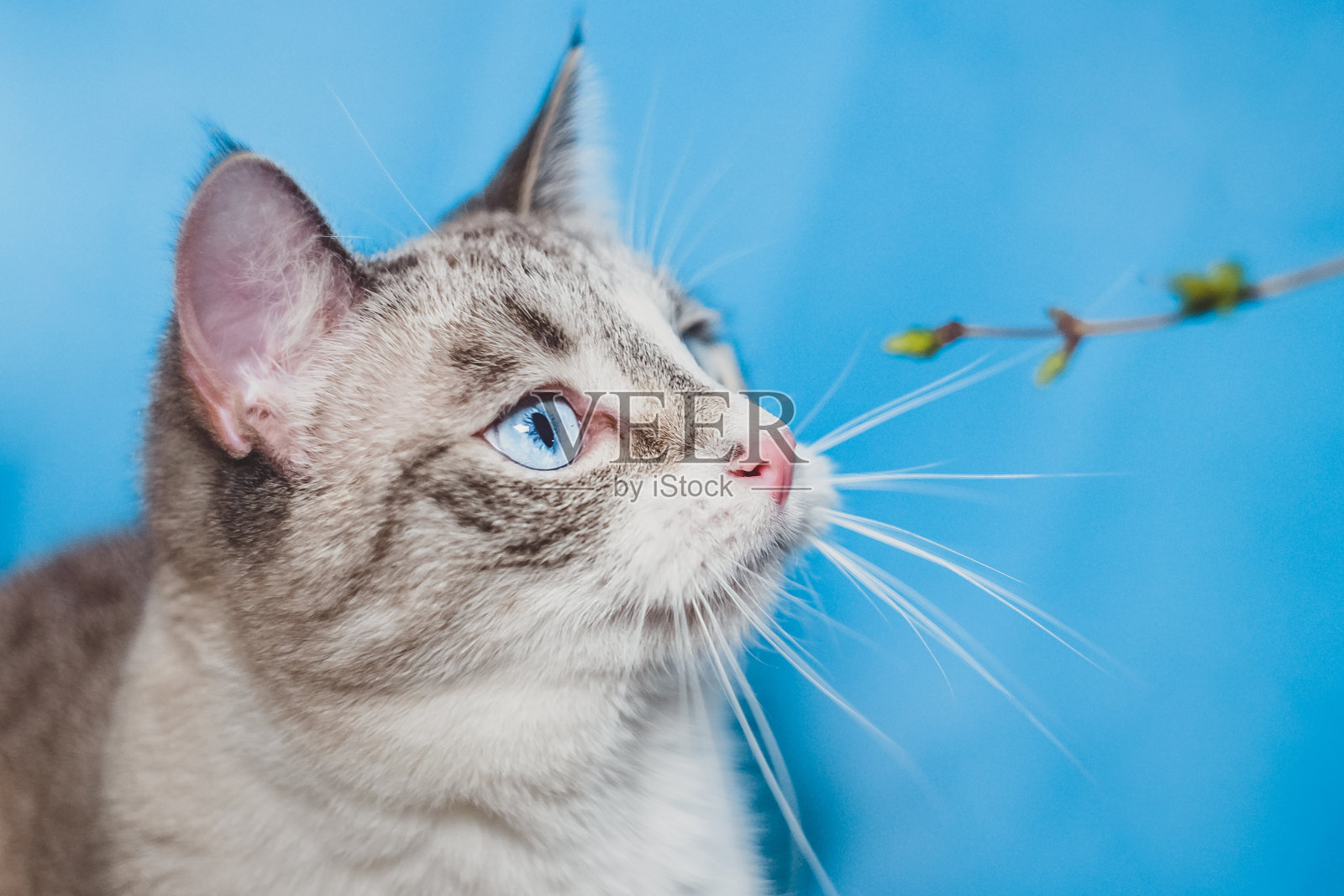 暹罗尖猞猁在和一棵小树玩耍。照片摄影图片