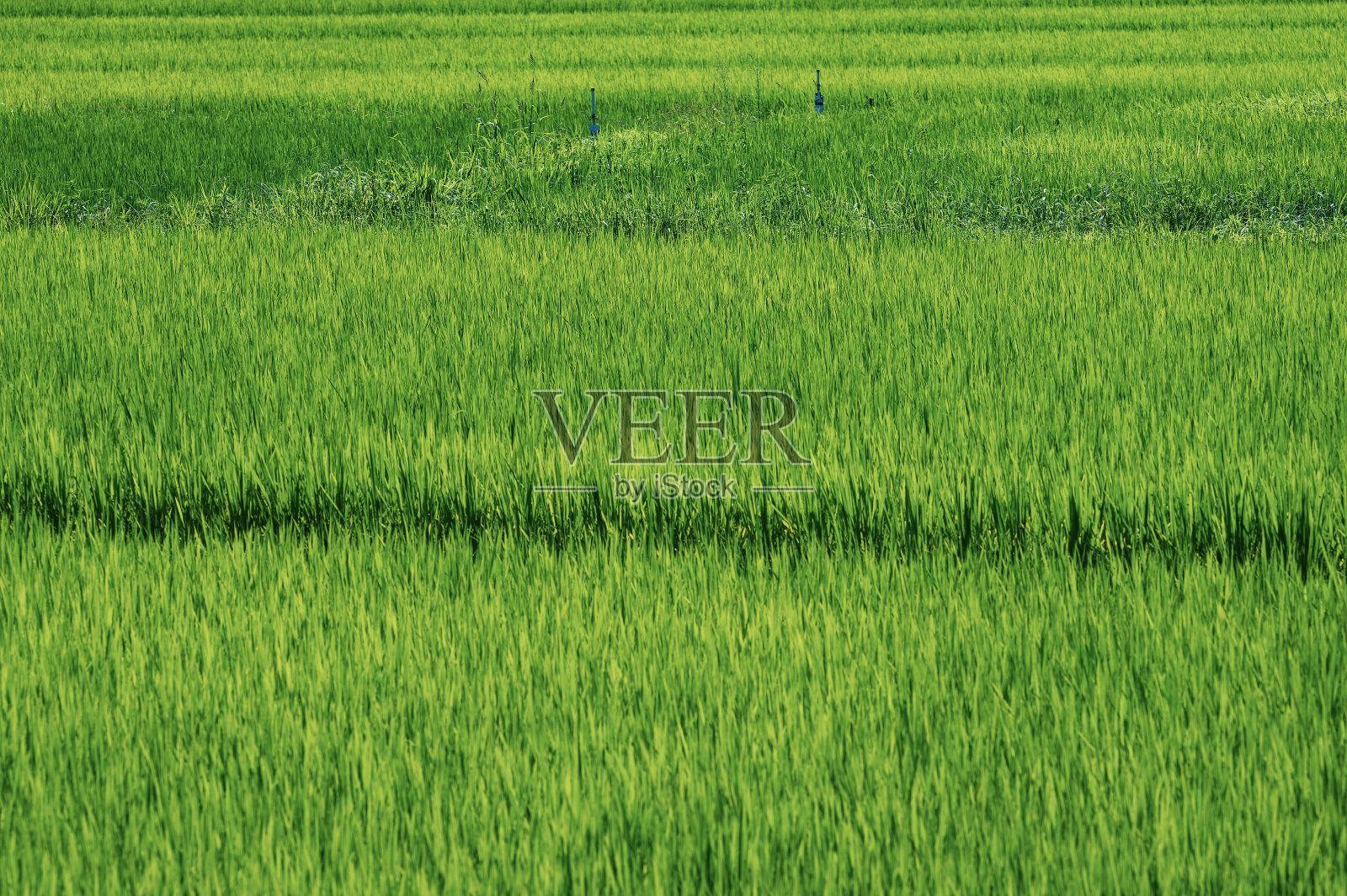 稻田照片摄影图片