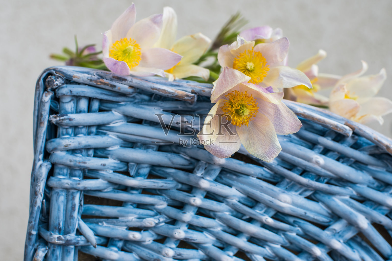 白色精致的花在蓝色的柳条背景上照片摄影图片