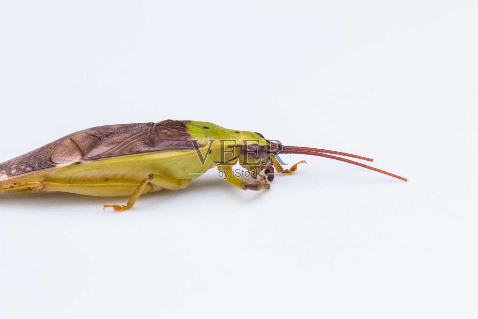 在白色背景上的纺织物的微距图像-自然野生动物概念照片摄影图片